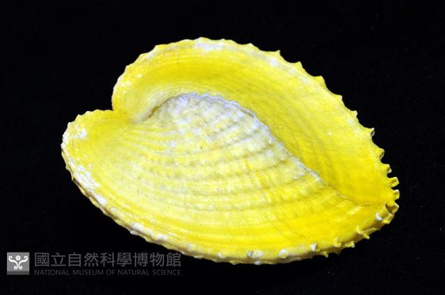 雞心蛤藏品圖，第2張