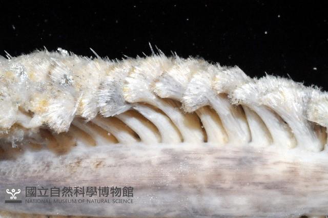 未知種棘海鰓藏品圖，第2張