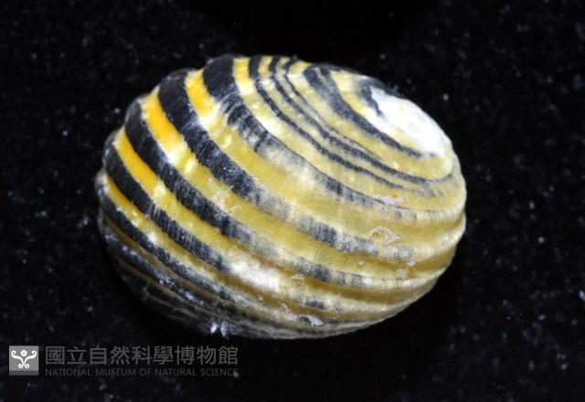 黑肋蜑螺藏品圖，第2張