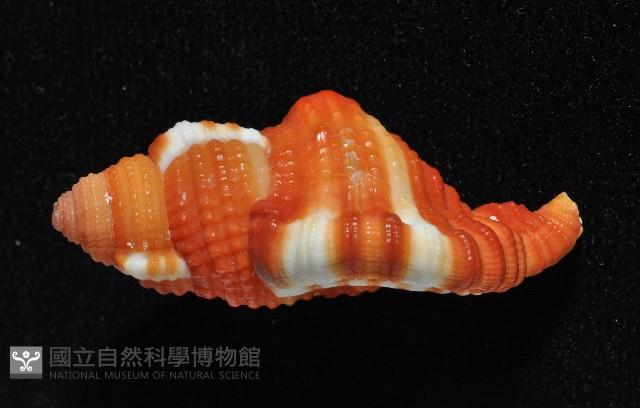 豔紅美法螺藏品圖，第2張