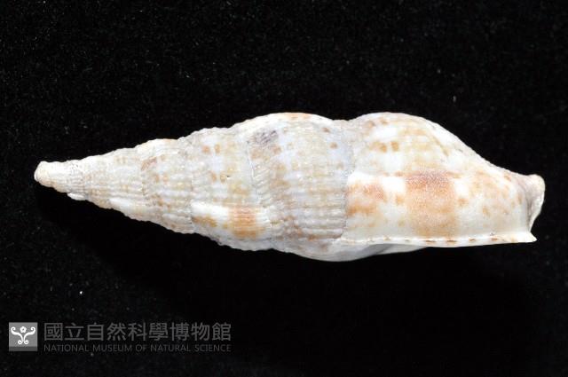 登錄號:006359-00016藏品圖，第2張