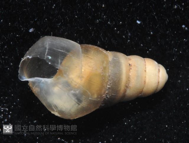 未知種煙管蝸牛藏品圖，第2張