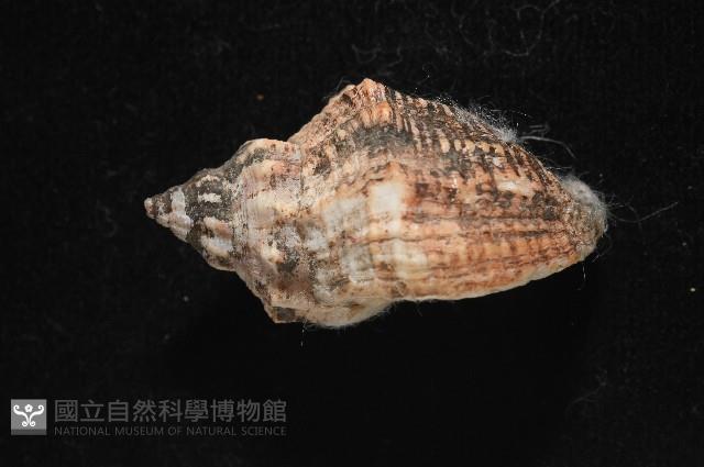 軟帽峨螺藏品圖，第2張