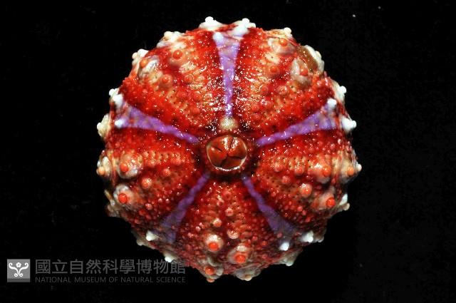 浪腔海膽(波紋腔海膽)藏品圖，第2張