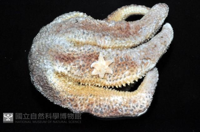 未知種海盤車藏品圖，第2張