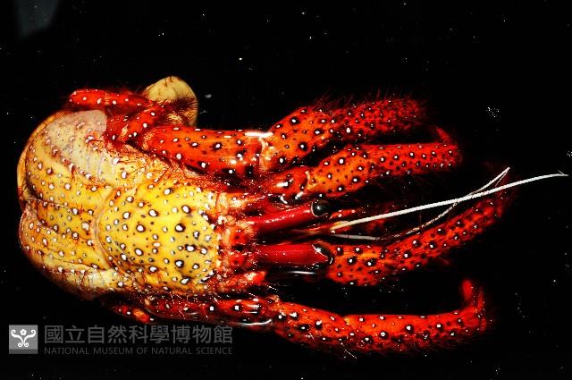 斑點真寄居蟹藏品圖，第2張