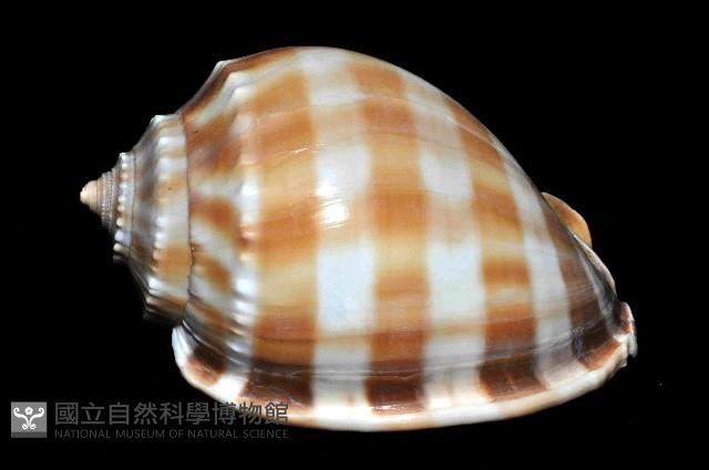 金帶鬘螺藏品圖，第2張