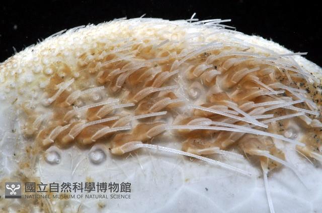 扁仙壺海膽藏品圖，第2張