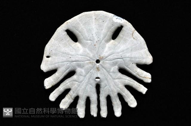 裂片海膽(裂片海錢)藏品圖，第2張