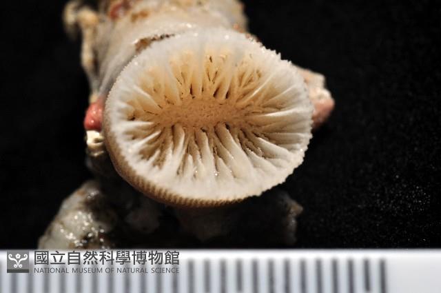 軸樹珊瑚(軸木珊瑚)藏品圖，第2張