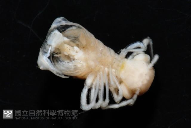 叉角東京泡馬陸藏品圖，第2張