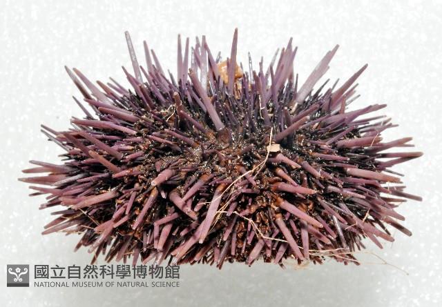 加州紫海膽藏品圖，第2張