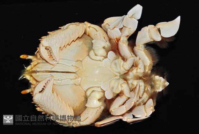 蛙形蟹藏品圖，第2張