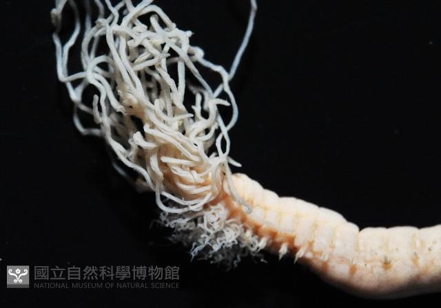 梧棲搓蟄蟲藏品圖，第2張