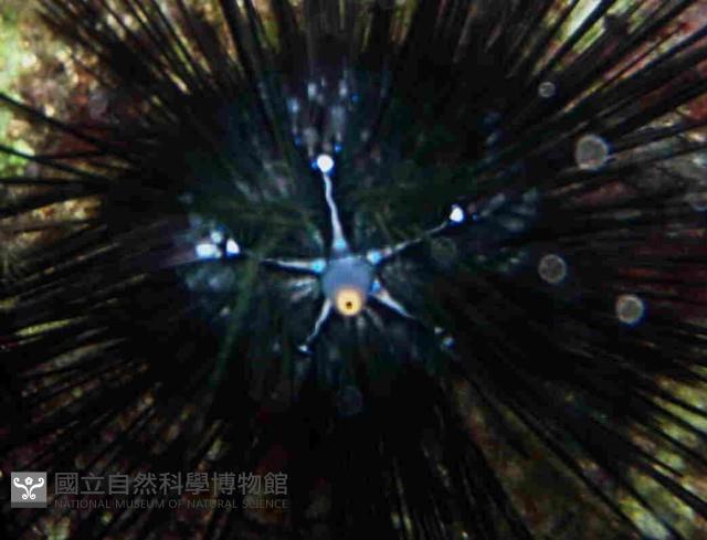 刺冠海膽藏品圖，第2張