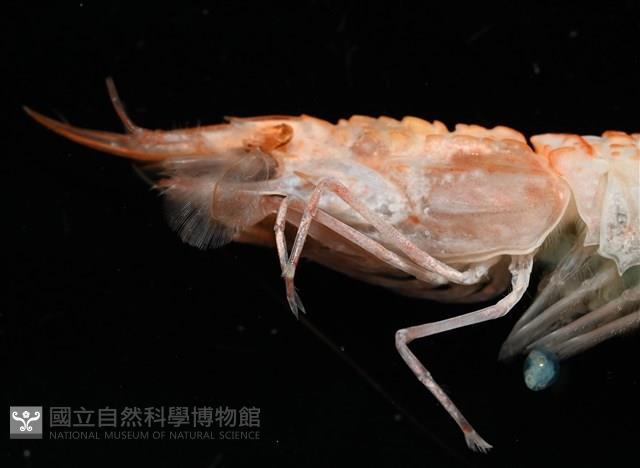 未知種鐮蝦藏品圖，第2張