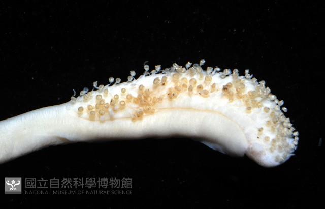 葉足鳥賊藏品圖，第2張