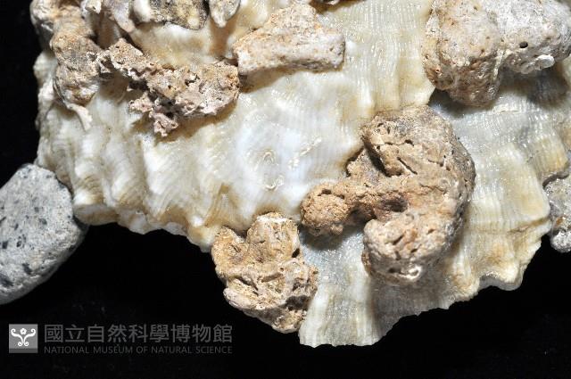 礫石綴殼螺藏品圖，第2張
