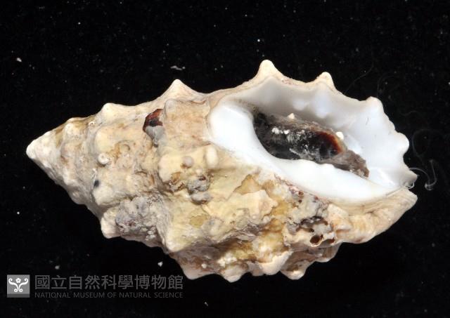 白結螺藏品圖，第2張