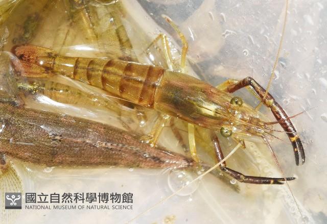 貪食沼蝦藏品圖，第2張