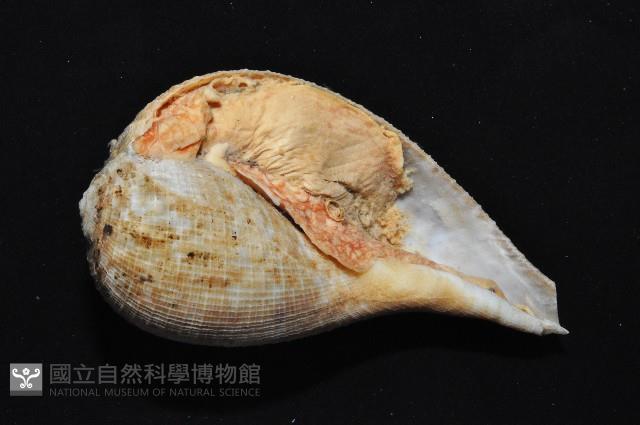 小枇杷螺藏品圖，第2張