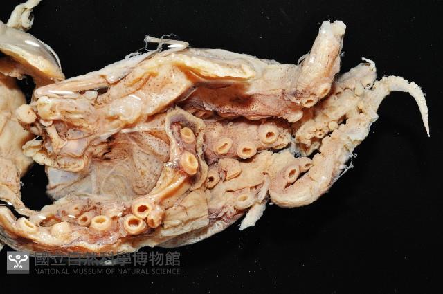 水孔蛸之一種藏品圖，第2張