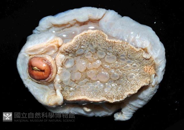 未知種側鰓藏品圖，第2張
