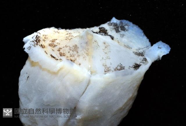 龍骨海鹿螺(龍骨截尾海兔)藏品圖，第2張