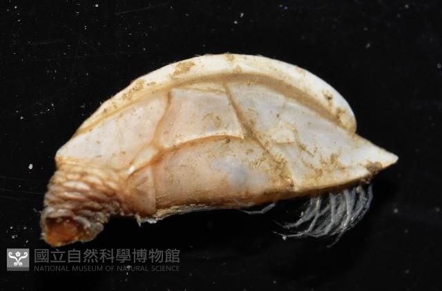 羅斯垂鎧茗荷藏品圖，第2張