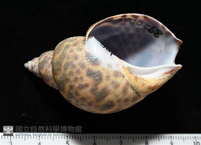 日本鳳螺藏品圖，第2張