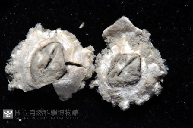 尾肢地藤壺藏品圖，第2張
