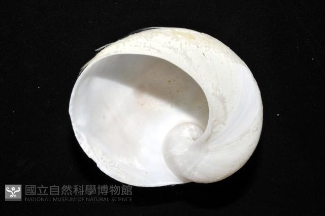 南洋扁玉螺藏品圖，第2張