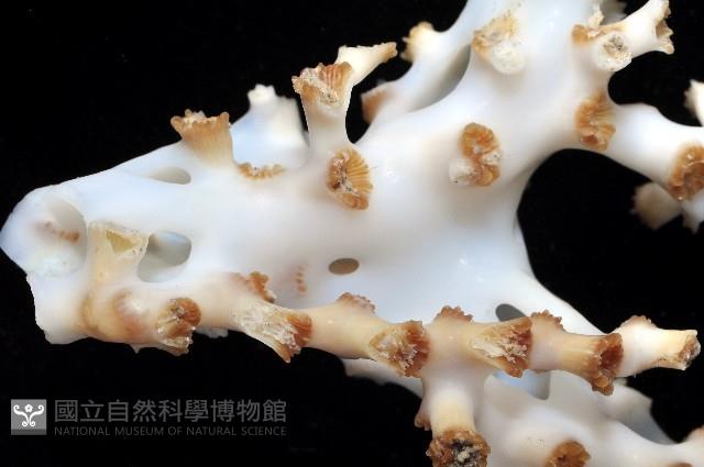 灌木多目珊瑚藏品圖，第2張