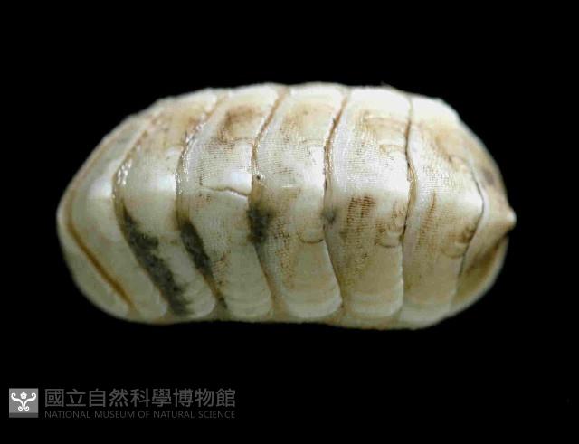 未知種深海石鱉藏品圖，第2張