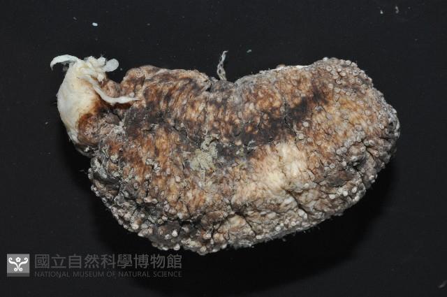 異色哈威參藏品圖，第2張
