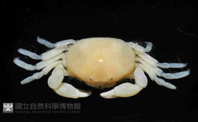 雙齒豆蟹藏品圖，第2張