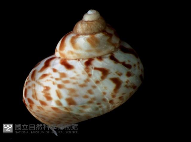 斑青山蝸牛藏品圖，第2張