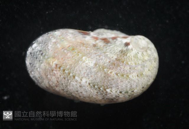 小廣口螺藏品圖，第2張
