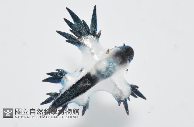 邊緣海神海蛞蝓藏品圖，第2張