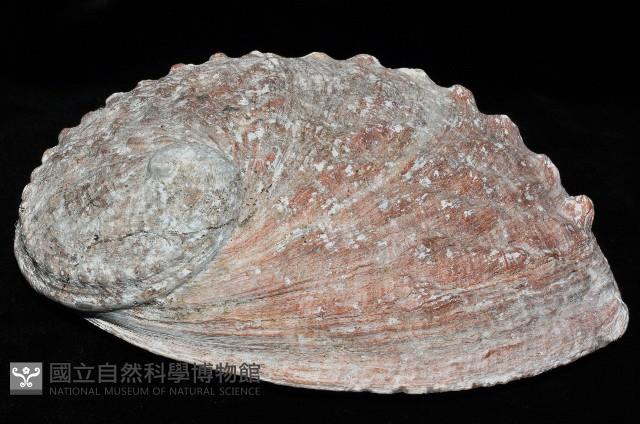 紐西蘭鮑螺藏品圖，第2張