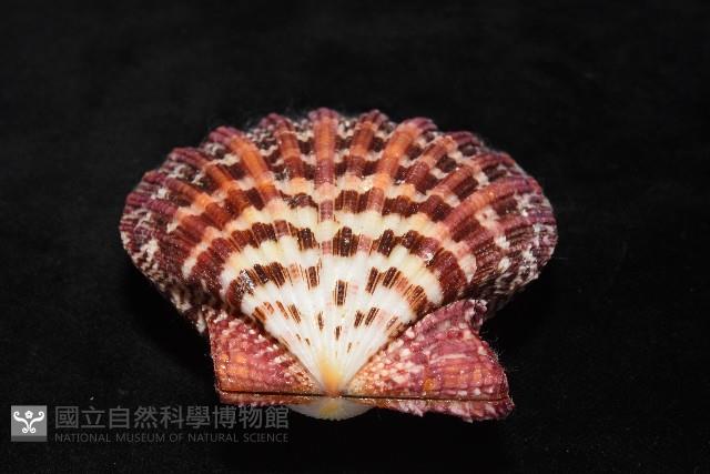 油畫海扇蛤藏品圖，第2張