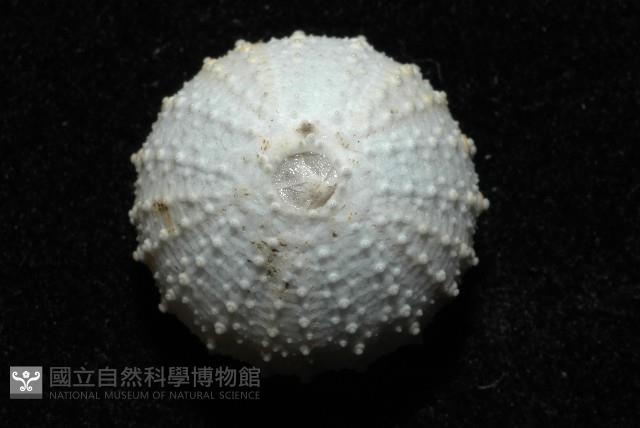 單列三角頭帕藏品圖，第2張