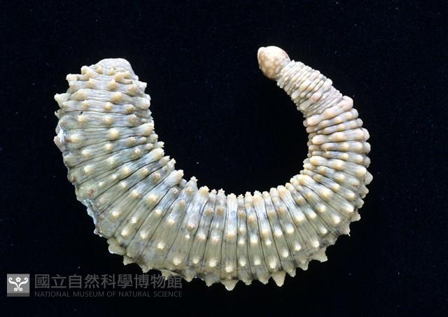 未知種海蛭藏品圖，第2張