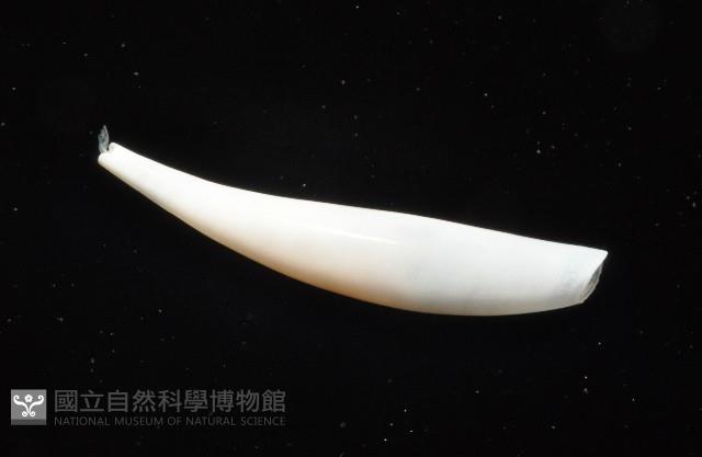 胖象牙貝藏品圖，第2張