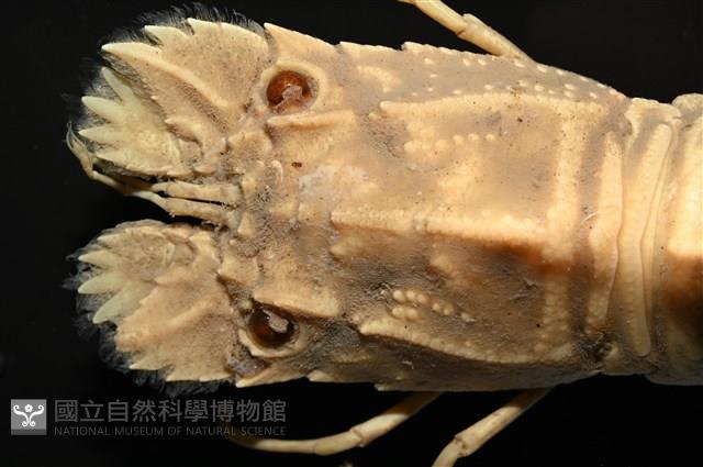 褐紅蟬蝦藏品圖，第2張