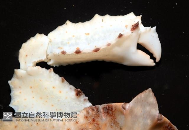 環狀(圓拱)隱足蟹藏品圖，第2張