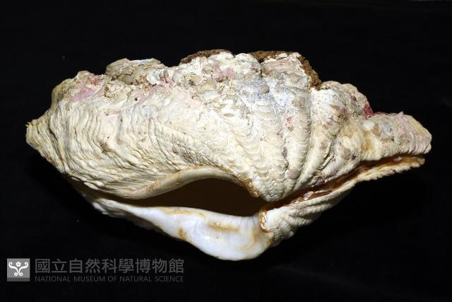 諾亞硨磲蛤藏品圖，第2張