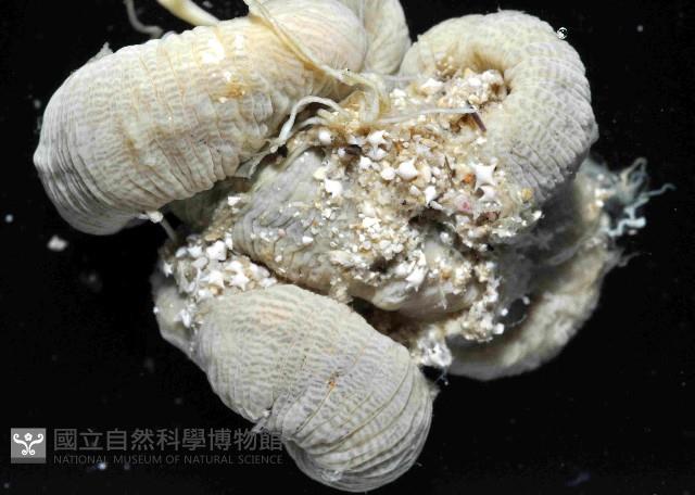 無線無溝紐蟲藏品圖，第2張