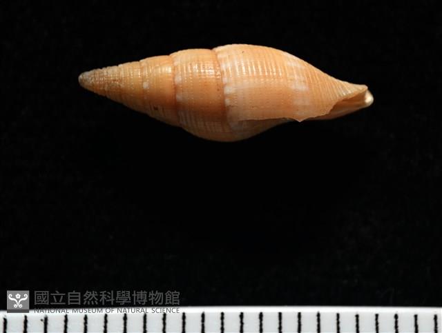 彩鳳筆螺藏品圖，第2張