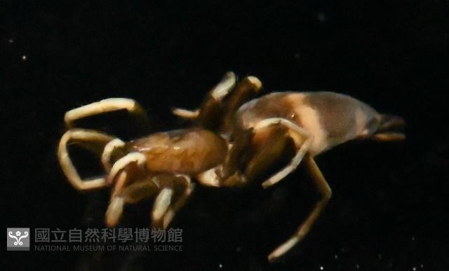 臺灣秘蛛藏品圖，第2張